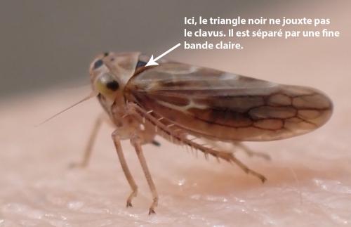Agallia consobrina